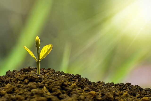 How to Choose the Right Business Consultant for Your Needs